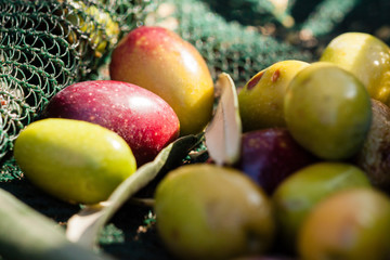 olive verdi raccolta