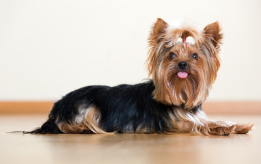 Yorkshire Terrier laying on  floor