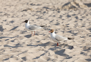 Two seagulls on a beach at sunset.