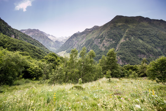 Flore dans les Pyr&eacute;n&eacute;es 