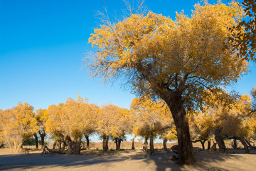 Poplar trees in autumn season with yellow leaves