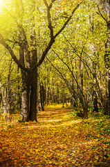 deciduous autumn forest