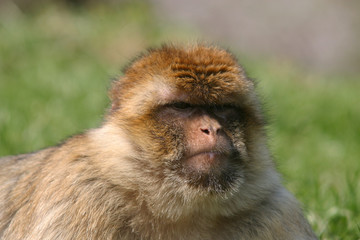 Naklejka premium Affe