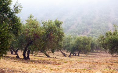 Fototapeta premium Black olives plant