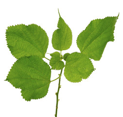 Fototapeta premium Broussonetia papyrifera tree leaf isolated on white background