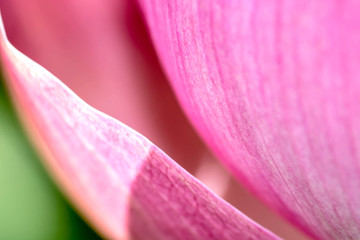 close up of lotus petal