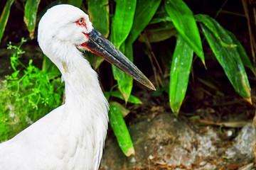Oriental white stork.