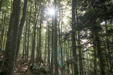 Forêt