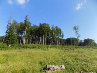 Meadow, forest and sky