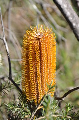 wattle in national park