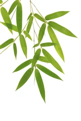 Papier Peint photo autocollant Bambou Green bamboo leaves isolated on white background