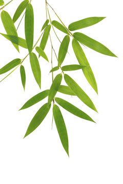 Green bamboo leaves isolated on white background