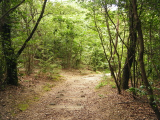 登山道（下り）