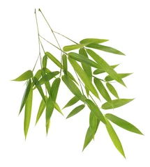 Photo sur Aluminium Bambou Green bamboo leaves isolated on white background