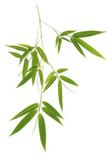 Naklejka premium Green bamboo leaves isolated on white background