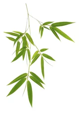 Store enrouleur sans perçage Bambou Green bamboo leaves isolated on white background
