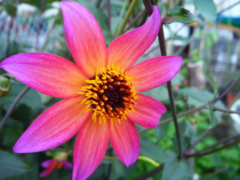 メキシコの国花 Images Browse 6 Stock Photos Vectors And Video Adobe Stock