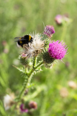 Bumblebee on thistle flower (Carduus crispus)