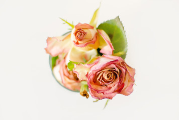 dried pink roses