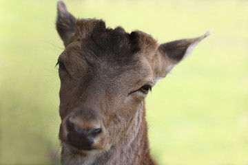 Portr&auml;t eines Damhirsches, Damwild, Dama Dama