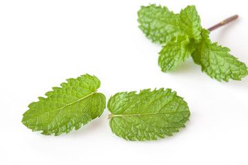 mint leaf on white background