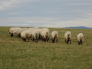 Naklejka na ściany i meble Sheep herd grazing