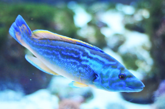 Papageienfisch