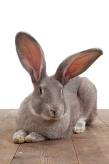 Deutsches riesen Kaninchen