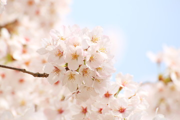 Fototapeta na wymiar 満開の桜