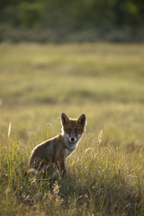Red fox