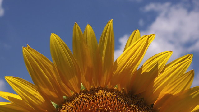 Beautiful Sunflower Head and Petals, Detail from Agricultural Field on Sunny Summer Day, Cultivated Helianthus Plant