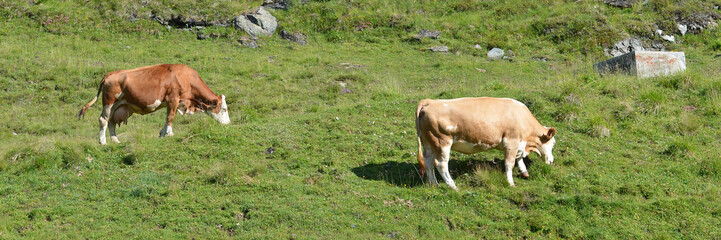 kuh auf der alm