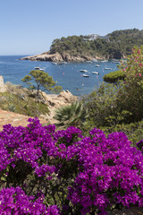 Costa Brava beach coast with purple flowers on the foreground