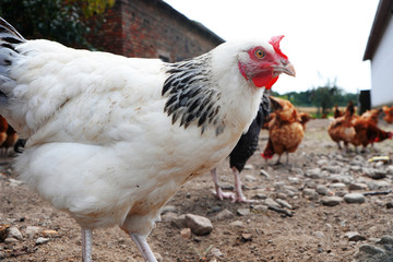 Chickens on traditional free range poultry farm