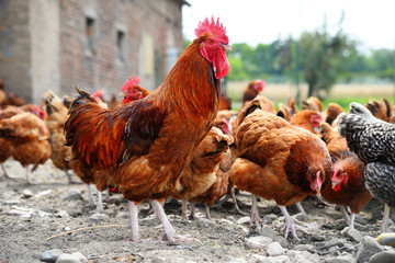 Chickens on traditional free range poultry farm