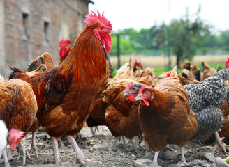Chickens on traditional free range poultry farm