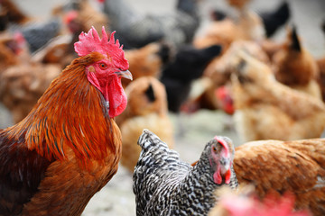 Chickens on traditional free range poultry farm
