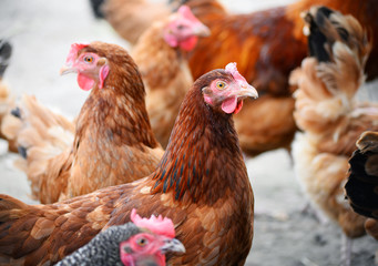 Chickens on traditional free range poultry farm