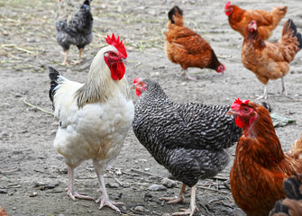 Chickens on traditional free range poultry farm