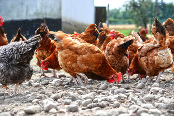 Chickens on traditional free range poultry farm