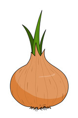 Onion, a hand drawn vector illustration of a fresh onion, isolated on a white background (editable).