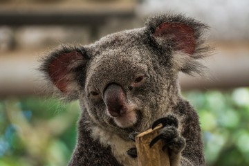 exploring the east coast of australia by camper