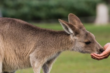 exploring the east coast of australia by camper