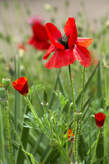 Naklejka premium Poppy flowers blossom