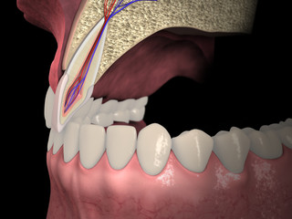 Anatomia dentale, sezione longitudinale incisivo superiore