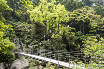 森と猿ヶ城渓谷にかかる橋