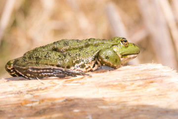 Green frog on a piece of wood