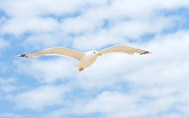 bird soaring in the blue sky