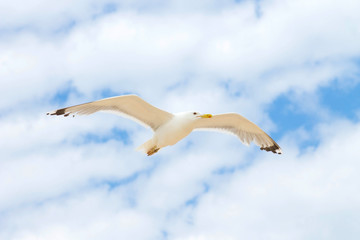 bird soaring in the blue sky