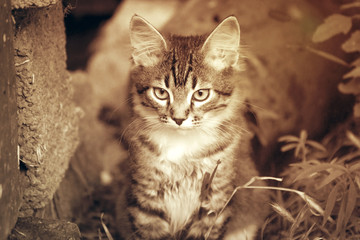 Portrait of a small kitten